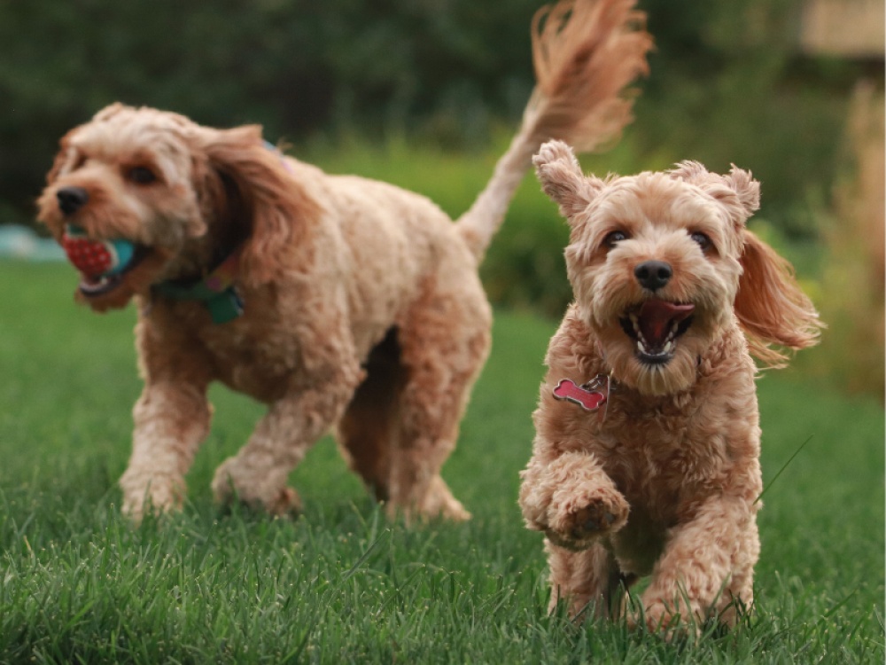 Six Animal Charities to Support Including Newcastle Cat and Dog